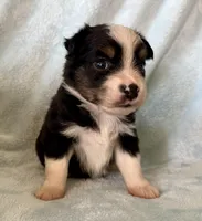 Coach, a male Toy Australian Shepherd for sale in McKee, KY – Photo 3 of 5