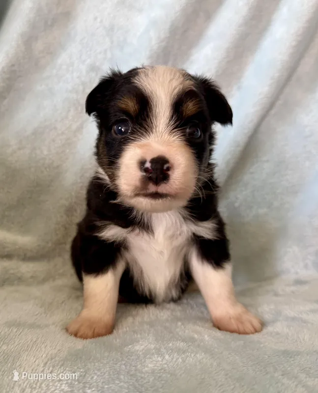 Coach – Toy Australian Shepherd puppy for sale in McKee, KY