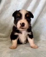 Coach, a male Toy Australian Shepherd for sale in McKee, KY – Photo 1 of 5