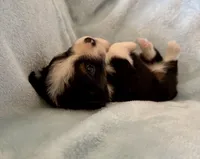 Coach, a male Toy Australian Shepherd for sale in McKee, KY – Photo 4 of 5