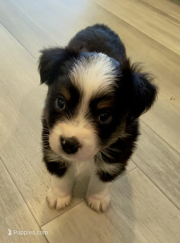 Coach – Toy Australian Shepherd puppy for sale in McKee, KY