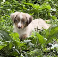 Rooster, a male Toy Australian Shepherd for sale in McKee, KY – 5 of 9