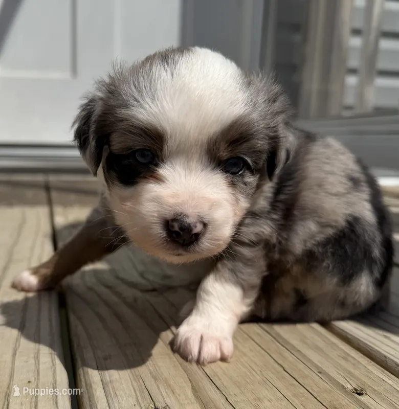 Kate – Toy Australian Shepherd puppy on hold in McKee, KY