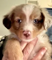 Rooster, a male Toy Australian Shepherd for sale in McKee, KY – 4 of 9