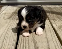 Duke, a male Toy Australian Shepherd for sale in McKee, KY – 1 of 4