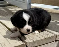 Duke, a male Toy Australian Shepherd for sale in McKee, KY – 4 of 4