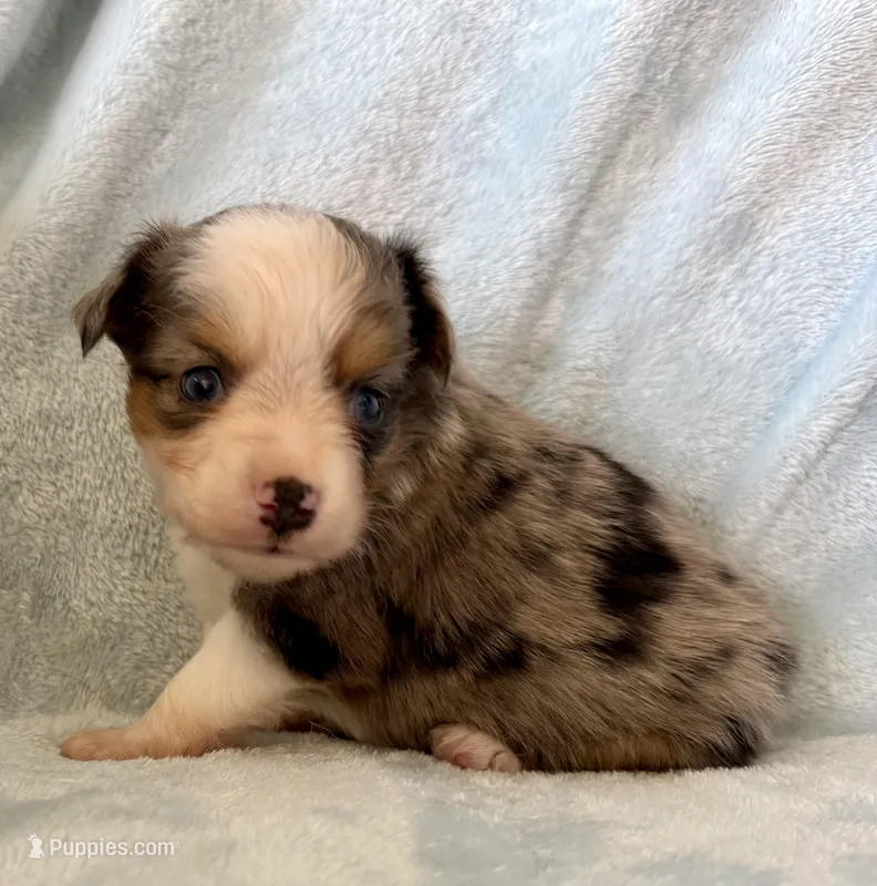 Colby – Toy Australian Shepherd puppy for sale in McKee, KY