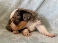 Colby, a male Toy Australian Shepherd for sale in McKee, KY – Photo 3 of 5