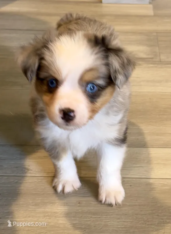 Colby – Toy Australian Shepherd puppy for sale in McKee, KY