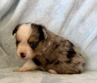 Colby, a male Toy Australian Shepherd for sale in McKee, KY – Photo 4 of 5