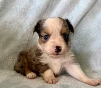 Colby, a male Toy Australian Shepherd for sale in McKee, KY – Photo 2 of 5