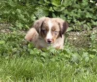 Rooster, a male Toy Australian Shepherd for sale in McKee, KY – 3 of 9
