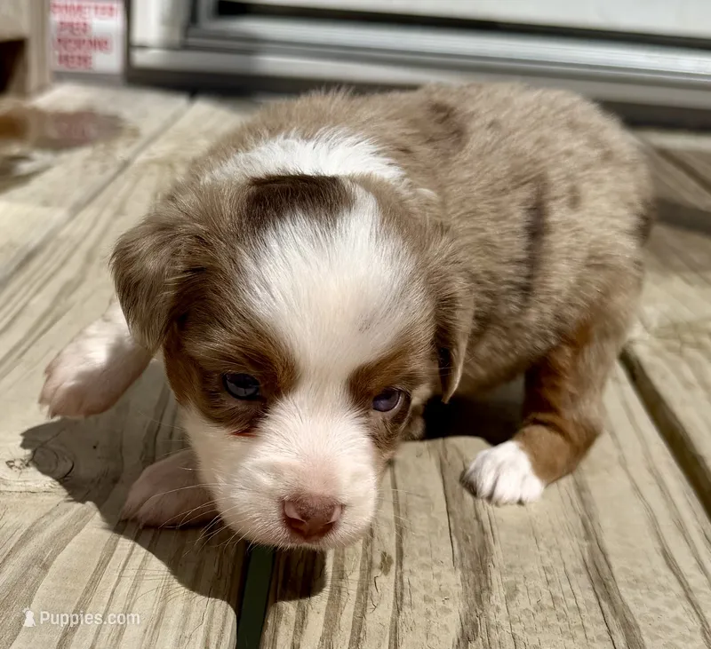Maureen – Toy Australian Shepherd puppy for sale in McKee, KY