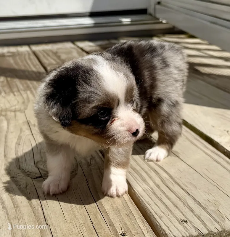 Kim, a female Toy Australian Shepherd for sale in McKee, KY – 1 of 3