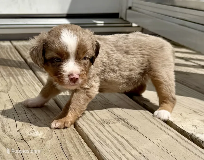 Rooster, a male Toy Australian Shepherd for sale in McKee, KY – 1 of 3
