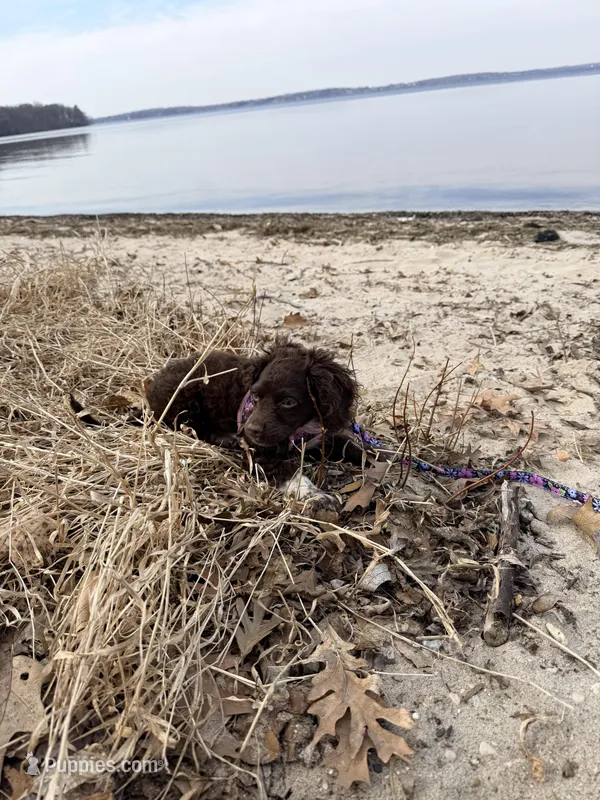 Rosie – Cockapoo puppy for sale in Sun Prairie, WI