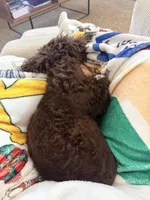 Rosie, a  Cockapoo for sale in Sun Prairie, WI – Photo 3 of 7