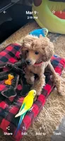 Fester , a male Poodle - Toy  for sale in Flint, MI – 2 of 9