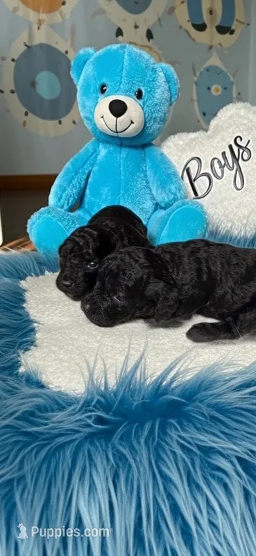 Junior – Poodle - Toy  puppy for sale in Flint, MI