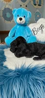 Junior, a male Poodle - Toy  for sale in Flint, MI – 1 of 2