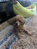 Fester , a male Poodle - Toy  for sale in Flint, MI – 8 of 9