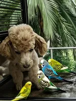 Fester , a male Poodle - Toy  for sale in Flint, MI – 1 of 9