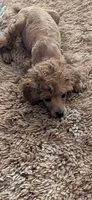 Fester , a male Poodle - Toy  for sale in Flint, MI – 5 of 9