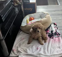 Fester , a male Poodle - Toy  for sale in Flint, MI – 3 of 9
