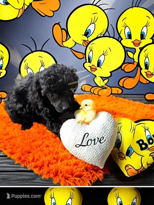 Junior – Poodle - Toy  puppy for sale in Flint, MI