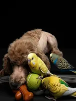 Fester , a male Poodle - Toy  for sale in Flint, MI – 7 of 9