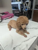 Fester , a male Poodle - Toy  for sale in Flint, MI – 4 of 9