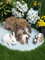 Fester , a male Poodle - Toy  for sale in Flint, MI – 6 of 9