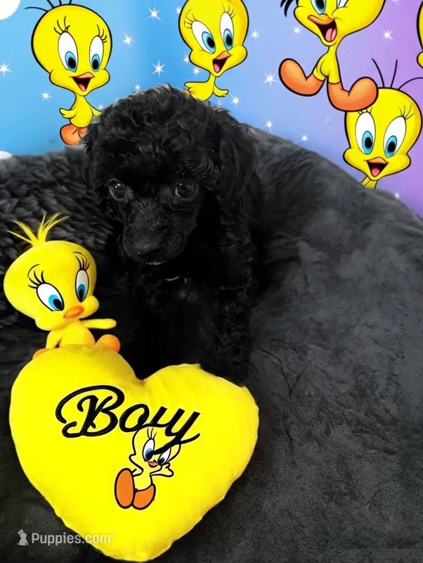 Junior – Poodle - Toy  puppy for sale in Flint, MI