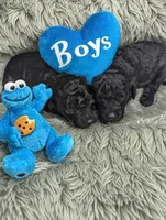 Junior, a male Poodle - Toy  for sale in Flint, MI – 2 of 2