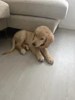 Auggie, a male Golden Retriever for sale in San Antonio, TX – 4 of 6