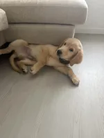 Auggie, a male Golden Retriever for sale in San Antonio, TX – 3 of 6