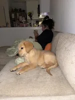 Auggie, a male Golden Retriever for sale in San Antonio, TX – 2 of 6