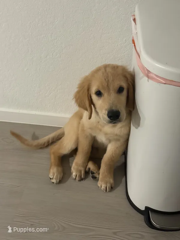 Auggie – Golden Retriever puppy for sale in San Antonio, TX