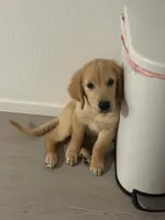 Auggie, a male Golden Retriever for sale in San Antonio, TX – 1 of 6