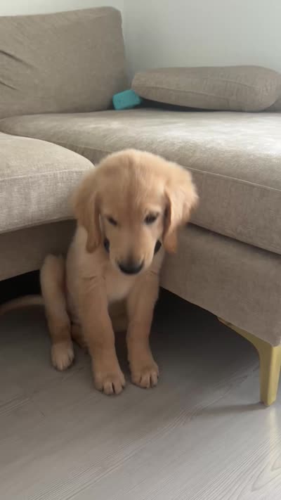 Auggie, a male Golden Retriever for sale in San Antonio, TX – 6 of 6