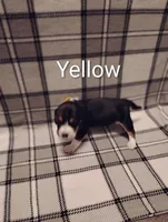 Yellow, a female Beagle for sale in Baldwin, MI – Photo 1 of 4