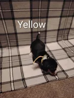 Yellow, a female Beagle for sale in Baldwin, MI – Photo 2 of 4