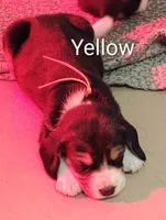 Yellow, a female Beagle for sale in Baldwin, MI – Photo 4 of 4