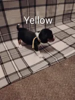 Yellow, a female Beagle for sale in Baldwin, MI – Photo 3 of 4