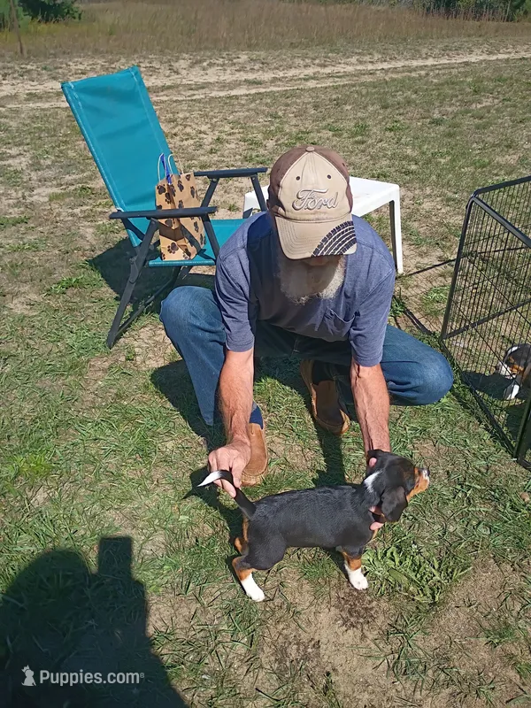 Yellow – Beagle puppy for sale in Baldwin, MI