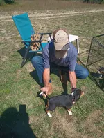 Yellow, a female Beagle for sale in Baldwin, MI – 1 of 3