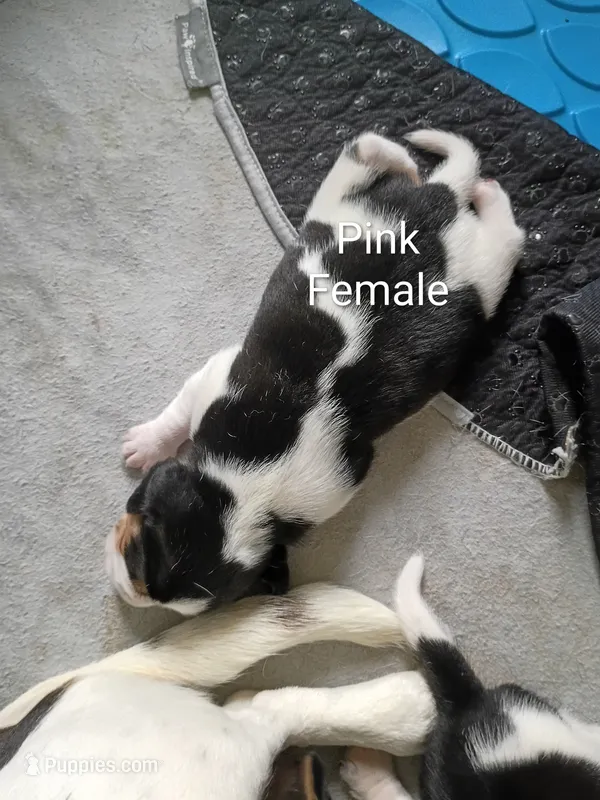 Pink – Beagle puppy for sale in Baldwin, MI
