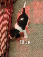 Blue, a male Beagle for sale in Baldwin, MI – Photo 4 of 4