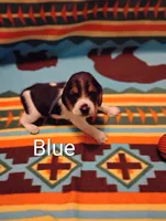 Blue, a male Beagle for sale in Baldwin, MI – Photo 1 of 4
