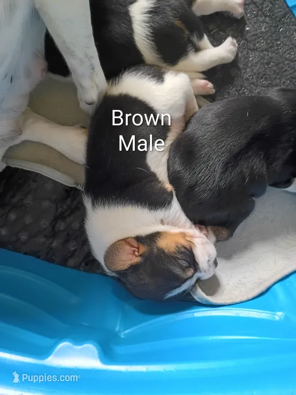Brown – Beagle puppy for sale in Baldwin, MI
